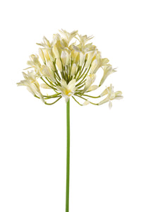 Artificial agapanthus - 1 stem - Cream