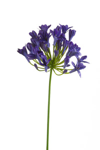 Artificial agapanthus - 1 stem - Dark purple