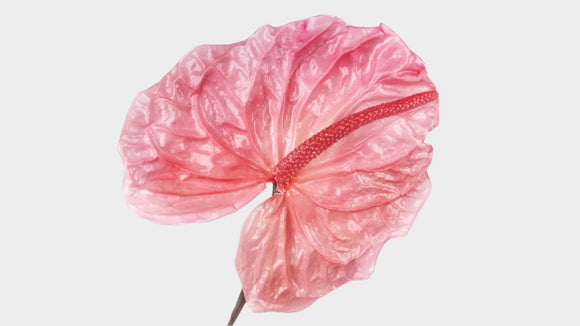 Preserved anthurium Earth matters - 3 pieces - Princess pink 181