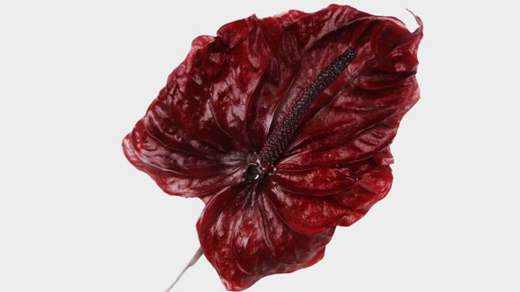 Preserved anthurium Earth matters - 3 pieces - Wine red 471