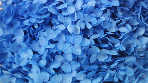 Hortensia stabilisé Anna - 1 tête - Bleu gris