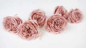 English roses preserved Elena Earth Matters - 6 heads - Mauve pink 192