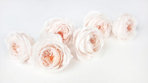 English roses preserved Elena Earth Matters - 6 heads - White champagne 021