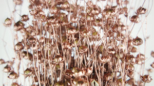 Dried flax - 1 bunch - Blush gold