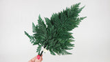 Davalia fern preserved - 6 stems - Green