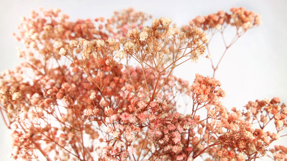 Gypsophila stabilizzata - 1 mazzo - Rosa arcobaleno