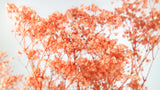 Preserved gypsophila - 1 bunch - Orange flame