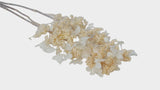 Dried hydrangea paniculata Earth Matters - 1 bunch - Off white 011