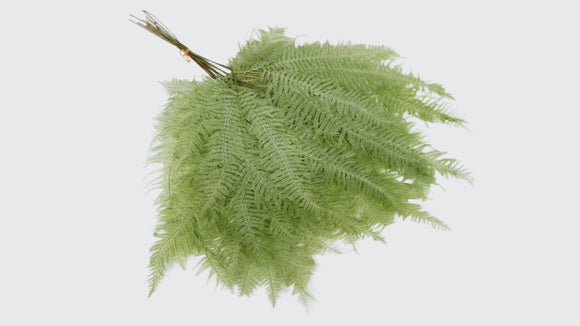 Mountain Fern preserved Earth Matters - 1 bunch - Spring green 781