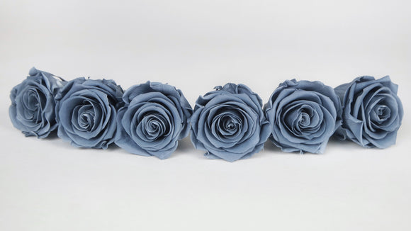 Preserved roses Kiara  6 cm - 6 rose heads - Night Shadow