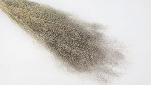 Agrostis nebulosa - 1 mazzo - colore naturale