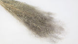 Agrostis nebulosa - 1 mazzo - colore naturale