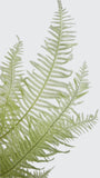 Mountain Fern preserved Earth Matters - 1 bunch - Spring green 781