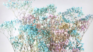 Preserved gypsophila - 1 bunch - Rainbow blue