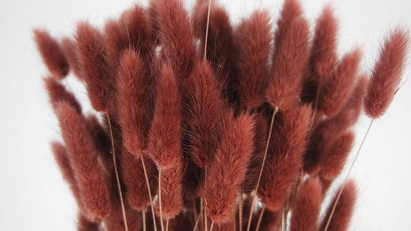 Bunny Tail Grass - 1 bunch - Hazelnut