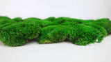 Preserved Ball moss - box - Green