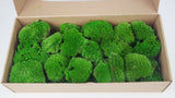 Preserved Ball moss - box - Springgreen