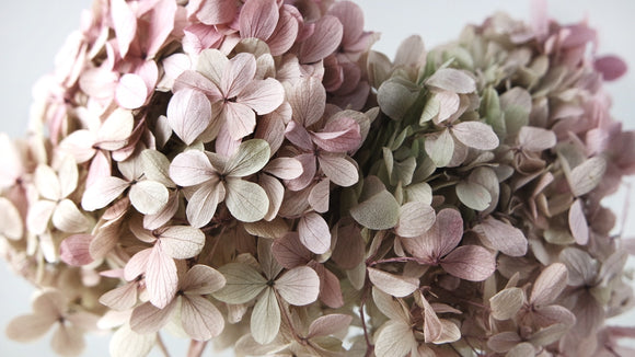 Preserved hydrangea Peegee Earth Matters - 1 head - Oregano pink 171