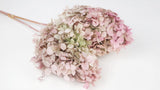 Hortensia stabilisé Peegee Earth Matters - 1 tête - Oregano pink 171