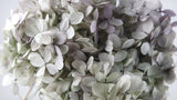 Preserved hydrangea Peegee Earth Matters - 1 head - Oregano purple 471