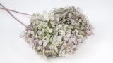 Hortensia stabilisé Peegee Earth Matters - 1 tête - Oregano purple 471