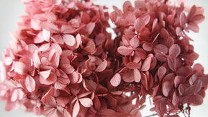 Preserved hydrangea Peegee Earth Matters - 1 head - Pink 100