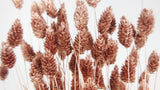 Phalaris essiccato - 1 mazzo - Blush Gold