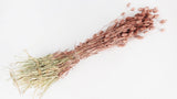 Phalaris essiccato - 1 mazzo - Blush Gold