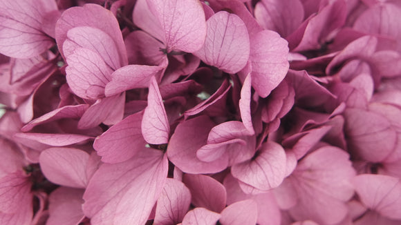 Hortensia stabilisé - 1 tête - Lila