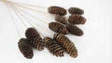 Pine cones Giant - 1 bunch - Natural color