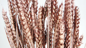 Dried wheat - 1 bunch - Blush gold