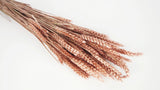 Dried wheat - 1 bunch - Blush gold