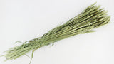 Dried wheat - 1 bunch - Olive gold