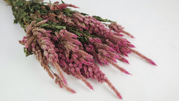 Celosia essiccata - 1 mazzetto - colore naturale rosa