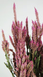 Dried Celosia - 1 bunch - Natural colour pink