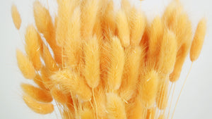 Bunny Tail Grass - 1 bunch - Peach