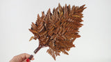 Leather fern preserved Premium - 6 stems - Amber