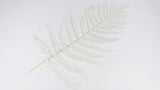 Leather fern preserved 80 cm - 10 stems - White