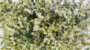 Stabilisiertes Limonium - 1 Strauß - Naturfarbe Creme und Gelb - Si-nature