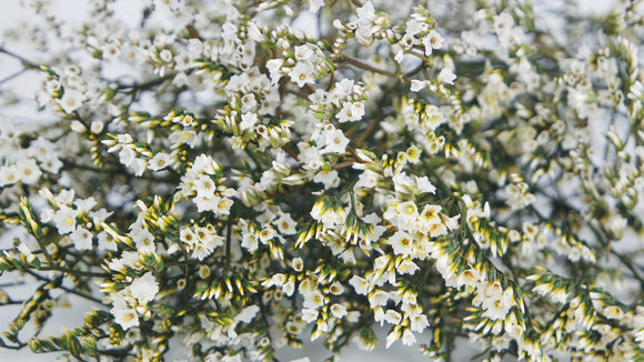 Limonium stabilizzato - 1 mazzetto - colore naturale bianco