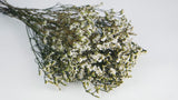 Stabilised limonium- 1 bunch - Natural colour white