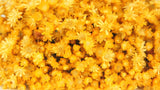 Dried marcela - 1 bunch - Yellow