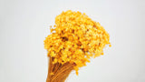 Dried marcela - 1 bunch - Yellow