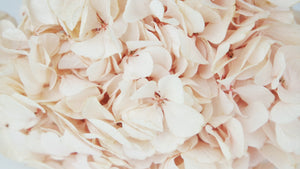 Preserved hydrangea Kiara - 1 head - Pink blush