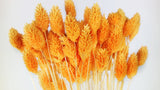 Dried phalaris - 1 bunch - Mango