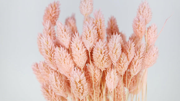 Phalaris getrocknet - 1 Bund - Porcelain pink - Si-nature