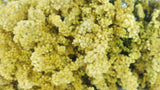 Solidago getrocknet - 1 Bund - Naturfarbe gelb - Si-nature