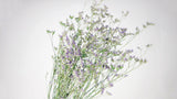 Limonium getrocknet - 1 Bund - Naturfarbe lila - Si-nature