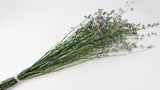 Limonium getrocknet - 1 Bund - Naturfarbe lila - Si-nature