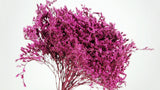 Dried tatarica - 1 bunch - Fuchsia